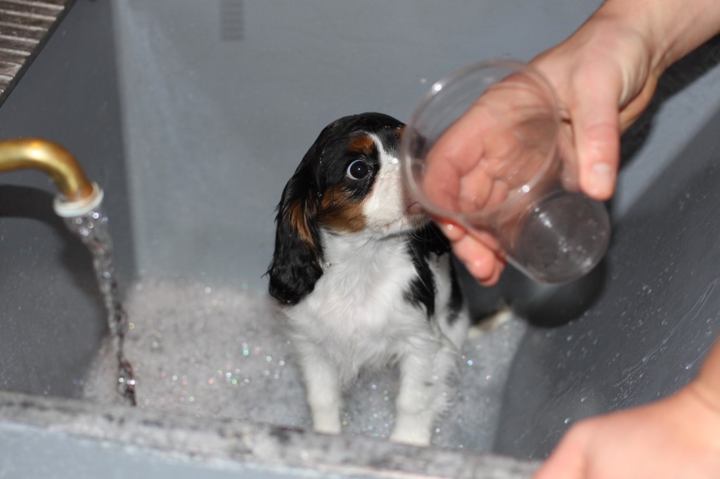 Puppy_Bath_1